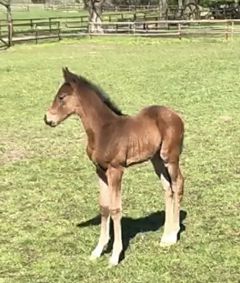 Stutfohlen 2019 v. Dariyan - Si Genereuse v. Dashing Blade - Foto: privat