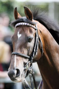 Soldier Hollow - Park Wiedingens Stallion ist im Gesüt Auenquelle stationiert. www.galoppfoto.de