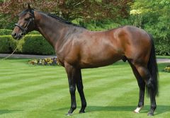 Stallion Hurricane Run kommt nach Deutschland. www.coolmore.com