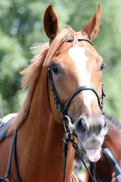 Torquator Tasso frech. Ätsch und wieder den Hansa-Preis gewonnen. ©galoppfoto - Frank Sorge