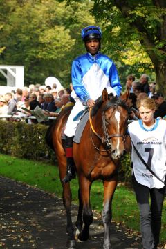 Sherlock zweijährig im Kölner Führring mit Eduardo Pedroza. Foto: Ursula Stüwe-Schmitz 