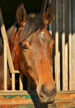 Wadia Februar 2016  Foto: www.Rennstall-Woehler.de