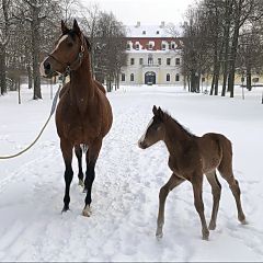 Hengstfohlen 2021  v. Decorated Knight - Weeping Wind v. Oratorio - Foto: privat