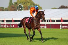 Wild Chief beim Aufgalopp vor dem Prix Daniel Wildenstein. Foto Dr. Jens Fuchs