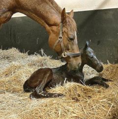 Stutfohlen 2021 v. Sea The Moon - Woderful Filly v. Lomitas - Foto: privat