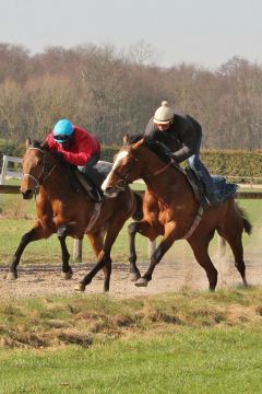 Hieronymus März 2009  Foto: Gestüt Fährhof