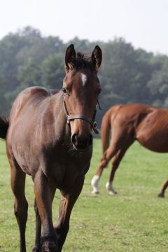 Lilly La Blue August 2011  Foto: www.Rennstall-Woehler.de