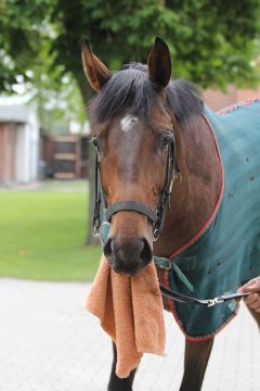 Protectionist Juni 2012  Foto: www.Rennstall-Woehler.de