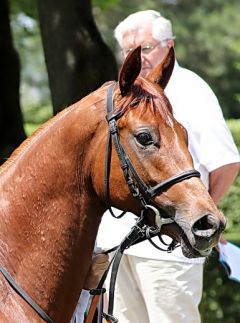 Zantario im Portrait am 28.5.2017 in Baden-Baden - Foto: Dr. Jens Fuchs