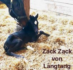 Zack Zack, Hengstfohlen 2020 v. Langtang - Zaubertänzerin v. Lord of England - Foto: privat