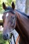 Va Bene im Portrait in Hoppegarten. ©galoppfoto - Sabine Brose