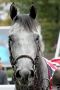 Solow nach seinem Sieg in den Queen Elizabeth II Stakes im Porträt. www.galoppfoto.de - Sandra Scherning