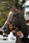 Sole Power im Porträt nach seinem Sieg in den Nunthorpe Stakes 2014. Foto: www.galoppfoto.de - Jim Clark/Sorge