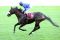 French Navy mit Ahmed Ajtebi beim Aufgalopp in Longchamp 2011. www.galoppfoto.de - Frank Sorge