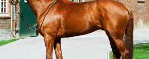 Der Lomitas-Sohn Domenico Galiano gilt als Pferd mit Perspektive