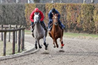 Rock of India (l.) und Hollywood Kiss. Foto (17.03.10):  www.galoppfoto.de