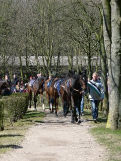 Die optimale Position am Führring muss erst gefunden werden, dann kann man auch gut Pferde gucken. Foto Karina Strübbe