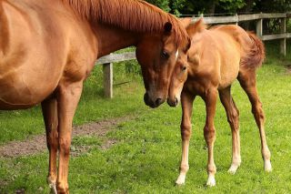 ... noch immer ein richtiges Mama-Kind