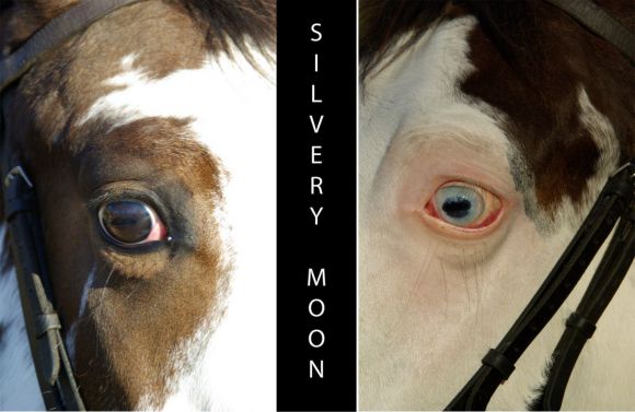 Der Schecke Silvery Moon hat zwei verschiedenfarbige Augen ... www.dequia.de