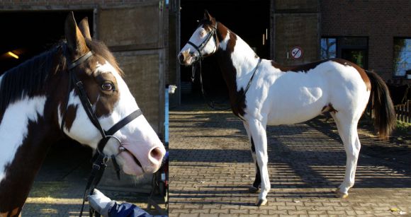 Silvery Moon: Ein Pferd mit vielen Gesichtern, die bunteste Versuchung seit es Rennpferde gibt. www.dequia.de