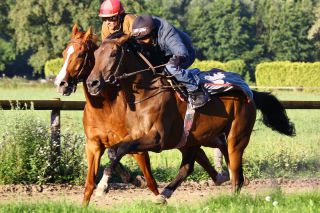 Fly Osoria (re) mit Russian Khan