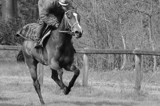 Paraisa in den 1000 Guineas